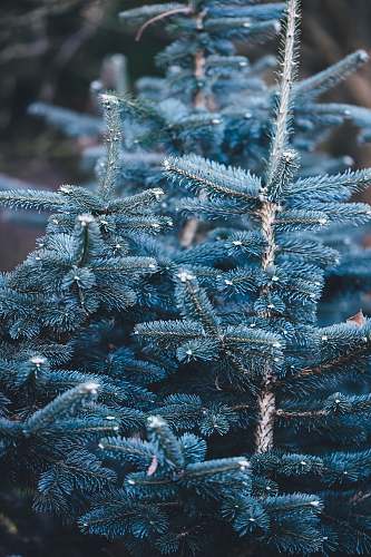 frost shallow focus photography of blue pine tree ice