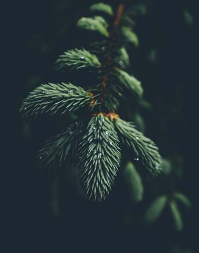 plant shallow focus photography of green spruce tree tree