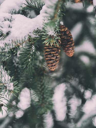 tree shallow focus photography of pine cone winter