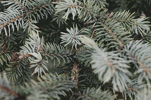 tree shallow focus photography of spruce tree pine