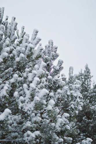 winter snow covered by tree during daytime tree