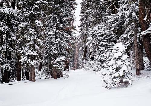 winter trees covered with snow snow