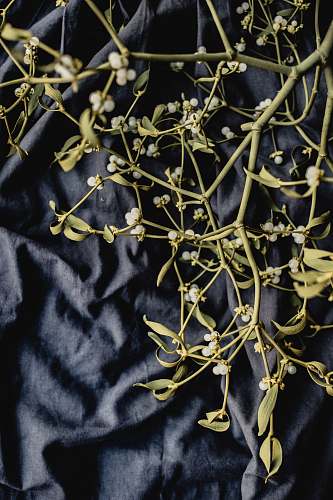 mistletoe white petaled flower berry