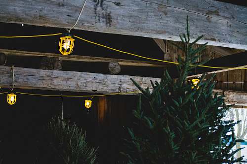winter yellow string lights tree