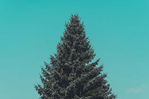 fir green pine tree under green sky tree