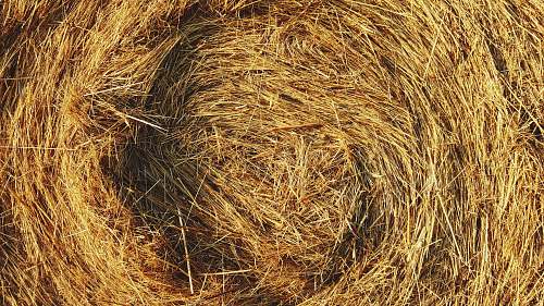 hay closeup photo of hay bale straw