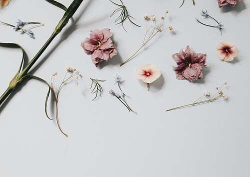 plant floral artwork on surface minimal