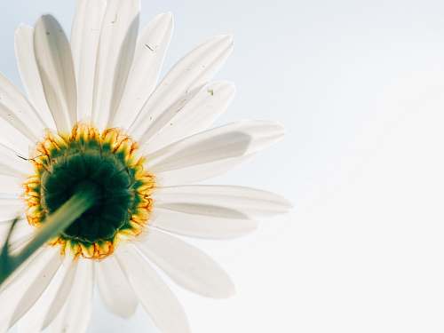 wallpaper low-angle photo of white daisy daisy