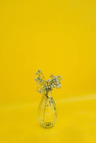 yellow white flowers in clear glass vase vase