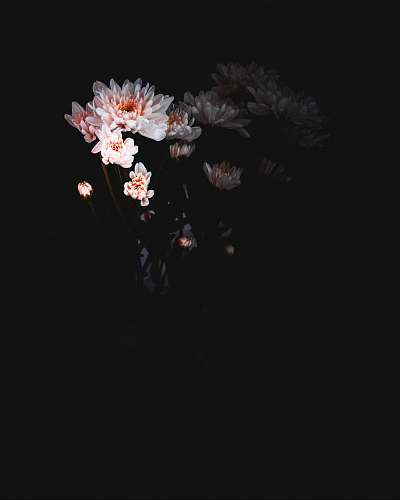 black white petaled flower wallpaper