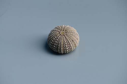 shell round beige pin cushion urchin