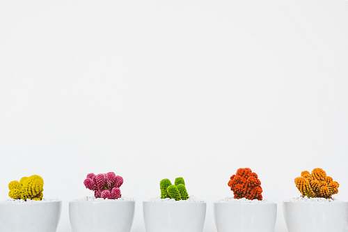 white assorted-colored cactus cactus