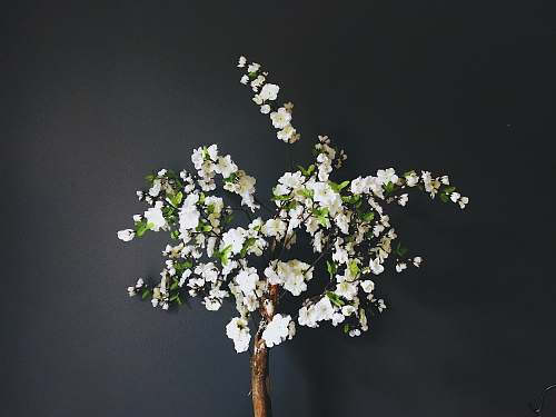 flower bunch of white petaled flowers flora