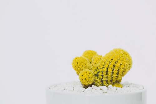 yellow cactus in white pot cactus