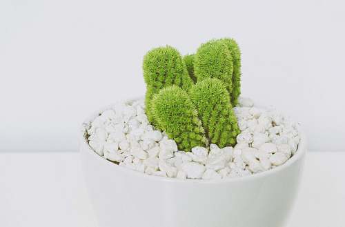 green cactus plant potted plant