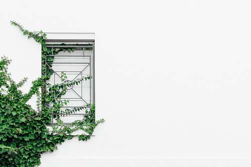 ivy closed window near tree vine
