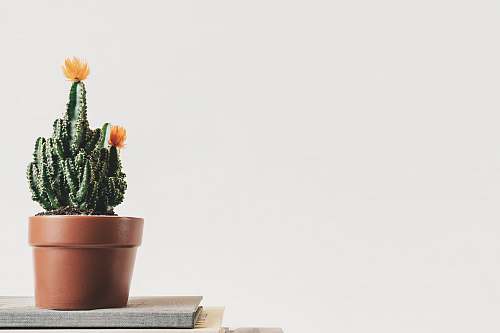 cactus green cactus plant with orange flowers on top of the table pot