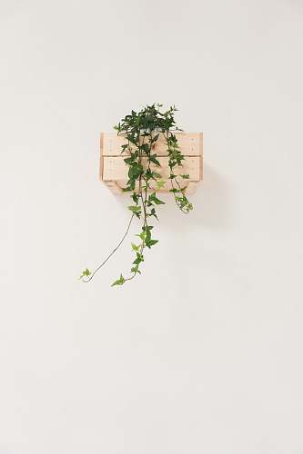 interior green English ivy vine with white background minimalist
