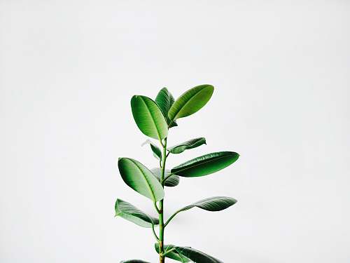 nature green leaf plant white