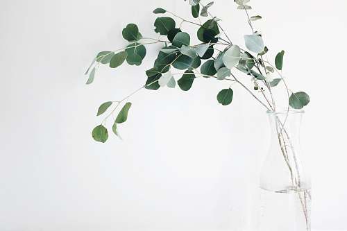 white green leaf plant leaves