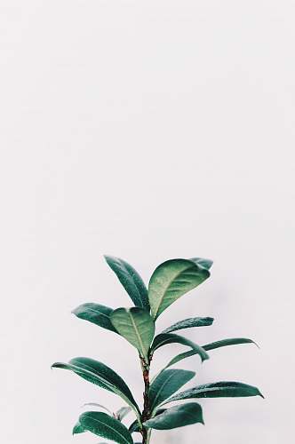 leaf green leafed plant closeup photo green