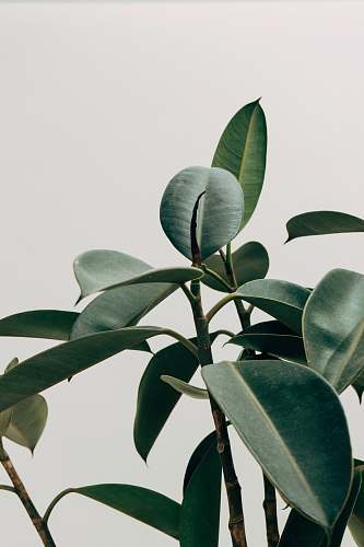 minimalist green leafed plant leaf