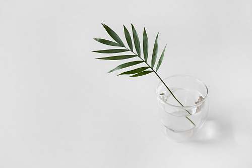 leaf green linear plant in clear drinking glass minimal
