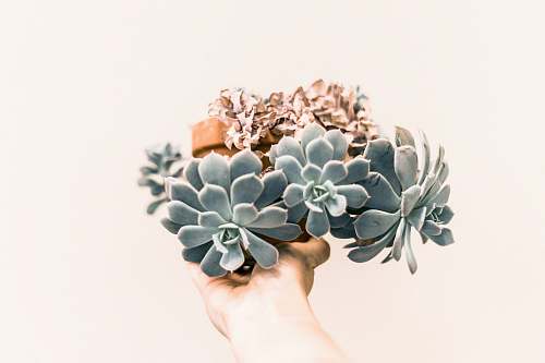 flower green succulent plant succulent