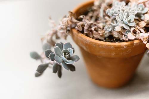 pot pot of succulent plant food