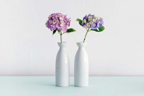 flower purple and pink hydrangeas flowers vase