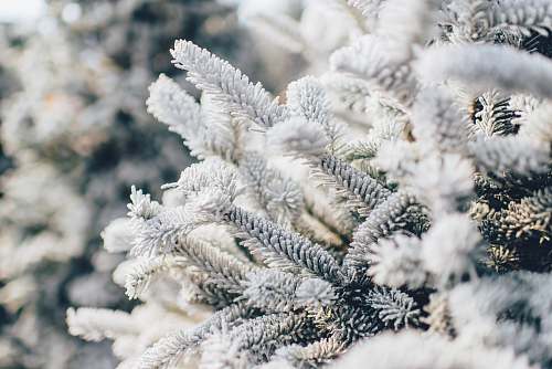 outdoors shallow focus photography of white leaves ice