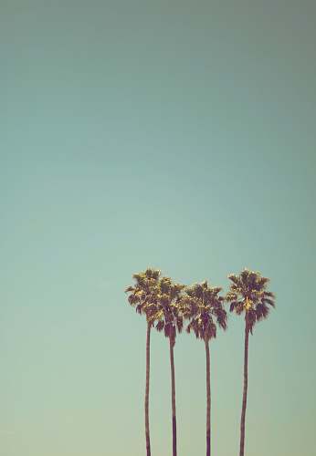 summer low angle photography of coconut trees palm