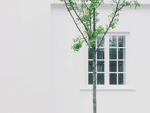 minimalist green leafed tree beside white concrete building with glass window london