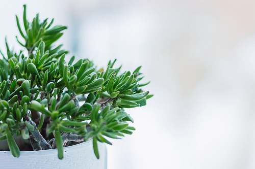 plant selective focus photography of green leafed plant green