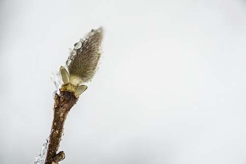 insect macro photography of green leaf butterfly