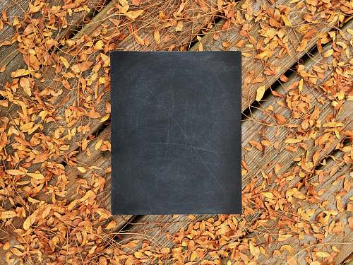 fall chalkboard on wooden surface with fallen leaves autumn