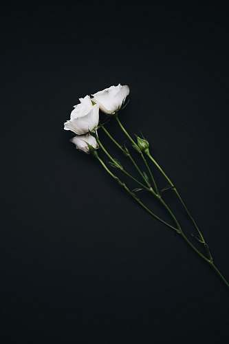 flora three white roses rose