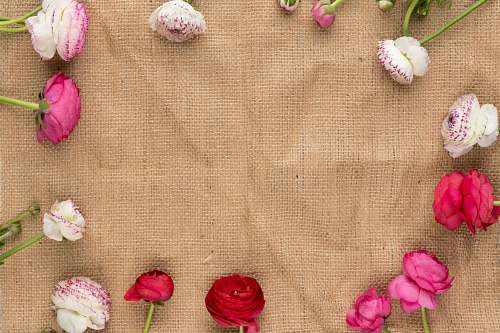 rose white and pink flowers on brown textile blossom