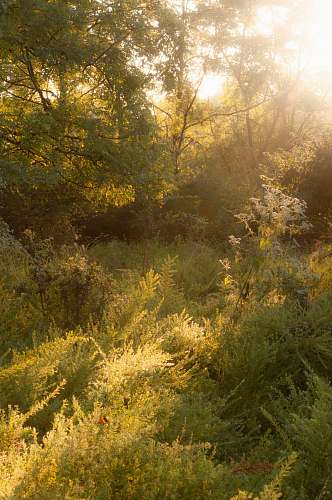 light green trees flare