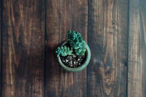 succulent green succulent plant flatlay