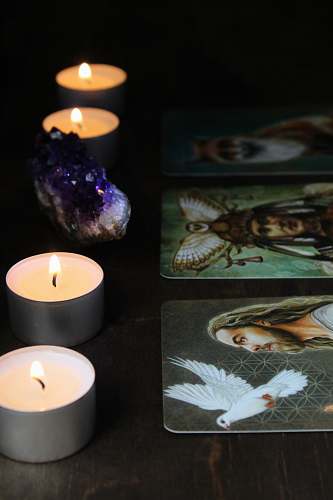 animal white candle on black table fish