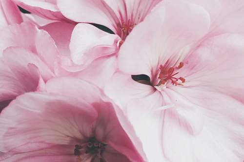 pink pink petaled flowers plant