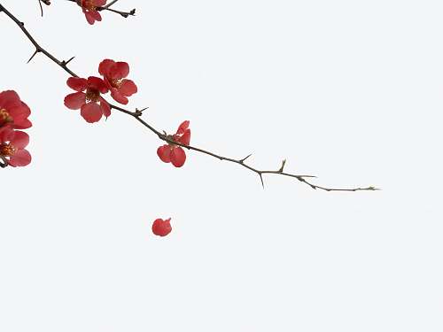 blossom red flowers cherry