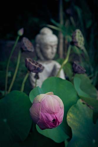 person shallow focus photo of flower flower