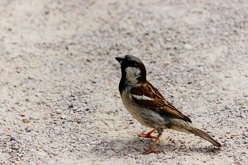 a small bird standing on the ground