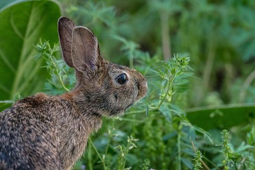 a hare next to some leaves