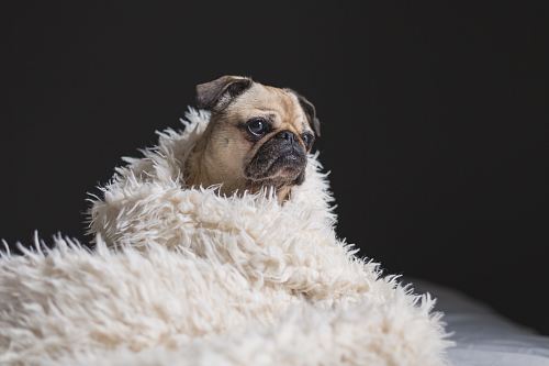 adult fawn pug covered with white fur cover