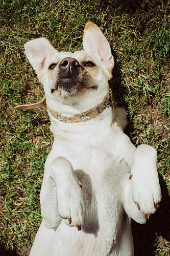 adult short-coated tan dog lying on green grass