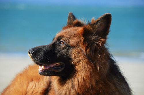 adult tan and black German shepherd