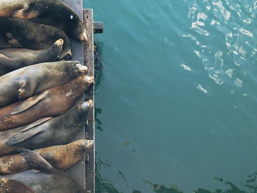 aerial photo of seals on wooden dock during daytime